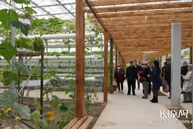 微视频｜“空中地瓜”你见过吗？图片
