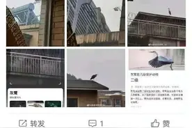 贵阳一女子家中的鱼只剩骨头，竟是因“怪鸟”光顾！一查才知：来头不小图片