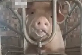 聪明老母猪自己能开圈门，还会开关水管，网友：以后再也不说人笨猪猪了图片