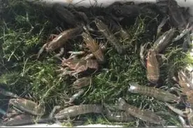 无人机竟成“投毒者”？50余亩虾塘遭了殃图片