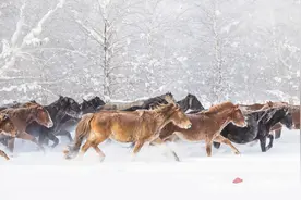 冬日一景！看新疆昭苏牧民雪地练马图片