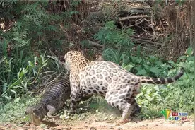 顶级掠食者大对决 美洲豹猎食鳄鱼秒杀完胜图片