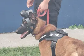 警察的好助手！英勇忠心的警犬是如何训练出来的？图片
