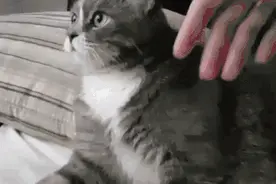 猫享受你的摸头杀，就是喜欢你？错错错图片