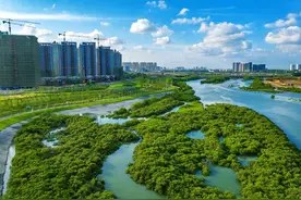 「美丽北海生态行」“地上绿毯”北海冯家江生态修复亮人眼图片
