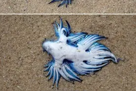 被称为“海上最美杀手”的海洋生物出现在南非海滩图片