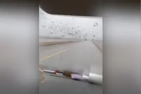 襄阳汉江大桥上乌鸦成群，专家：正常现象