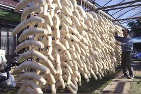 密密麻麻！日本农民晾晒900个萝卜图片