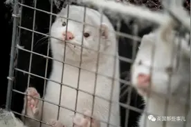 丹麦数千只死貂尸体忽然破土而出涌向地面…网友：僵尸剧情终于来了图片