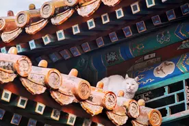 故宫猫，并非“太萌”那么简单图片