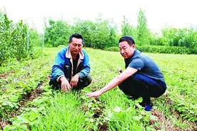 我愿意当一辈子“土”专家图片