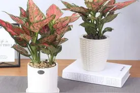 只会养绿萝太单调了，这几种颜值高的观赏盆栽，耐阴很好养图片