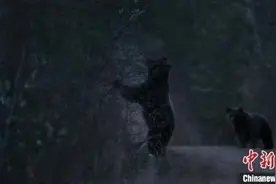 内蒙古大兴安岭北部原始林区现人熊对峙惊险一幕图片