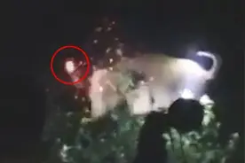 印度愤怒村民用火把和石头袭击大象 因象群毁坏庄稼图片