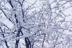 这儿雪景真美！烟台青龙山公园白雪皑皑一幅迷人的雪景图图片