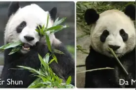 食物紧缺至“二顺”和“大毛”提前回国，加拿大网友恋恋不舍图片