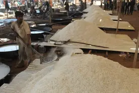 印度要求欧盟承认巴斯马蒂大米“起源”印度，巴基斯坦抗议：我们也种图片