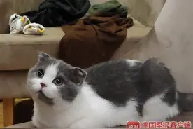 广西一高校没收宠物猫引争议！如何监管学生养宠物成新难题图片