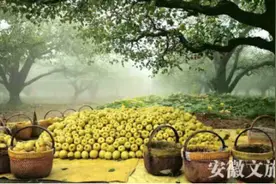 “梨都”砀山：电商遍地开花 产业扶贫硕果累累图片