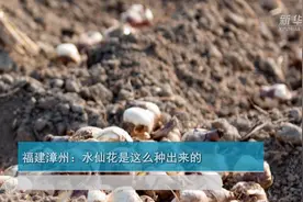 福建漳州：水仙花是这么种出来的