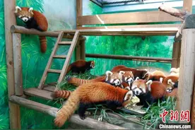 常州淹城野生动物世界繁育12只红熊猫正式亮相图片