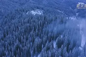 云杉——雪地里的精灵视频封面