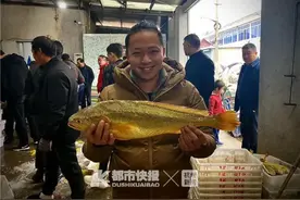 最大的比43码鞋子还长！零售价1000多元一斤！浙江800多斤野生大黄鱼提前回港！码头上金灿灿一片……图片