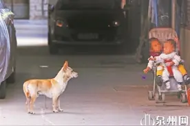 泉州有法可依 破解流浪犬治理难题图片