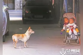 泉州有法可依 破解流浪犬治理难题图片
