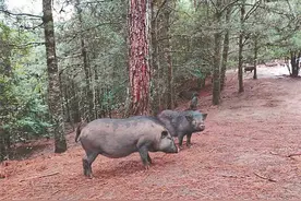 线上销售 原生态藏香猪远销京沪图片