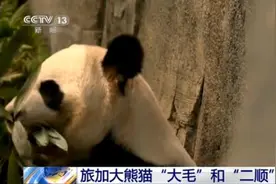 旅加大熊猫“大毛”和“二顺”顺利回国图片