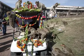 泰国：猴子享盛宴图片