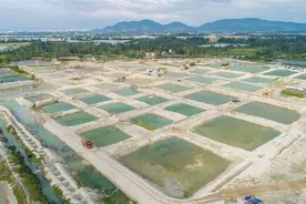 让更多鱼虾游进“南繁硅谷”图片