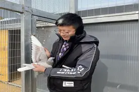 阿拉善有群养鸽人图片