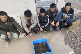 威海文登：受雇于人却浑水摸“参”！见利忘义被拘留图片