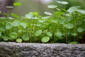 铜钱草、金钱草、铁线蕨长得像，养护方法也相似，都很容易爆盆图片