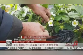 种草莓、修路、建老年食堂，人均收入千元的威海小山村如今大变样