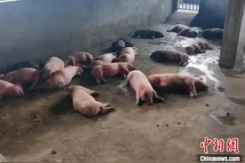 四川通江一养猪场烧煤取暖 99头生猪中毒死亡图片