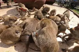 泰国数十只猴子抢夺面包 蜂拥而上连吃带拿图片