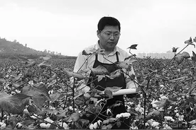 棉花育种：优质高产两相得图片