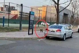 北京闹市区多处惊现猴子！相关部门表示：正在抓捕图片