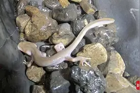 娃娃鱼VS洞螈VS中国小鲵？四川朝天曾家山探洞惊现“神秘生物”图片