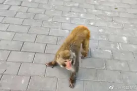 猴子现身通州一工地 目击者：它怕人，钻进了地下室图片