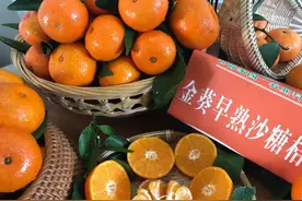 金秋、金葵华丽登场，开启早熟砂糖橘味蕾体验图片