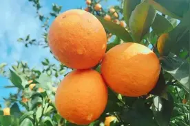 记住这些柑橘修剪口诀，你也可以是修剪专家图片