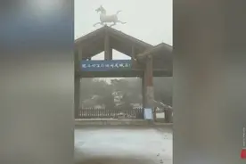 果然视频｜济南南部山区又迎降雪！瞧瞧雪花飘落的美景视频封面