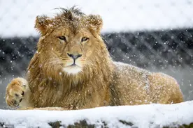 威风凛凛！瑞士动物园雄狮雪地玩耍图片