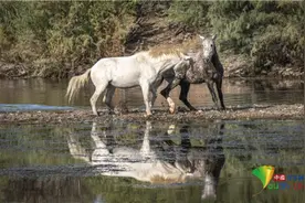 为了爱情兄弟情也不顾了！两匹公马为争夺母马打架图片