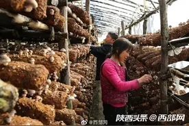 宁陕60后夫妻在深山种香菇，不仅养大三个孩子，还能挣足养老钱图片