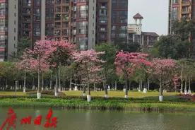 异木棉绽放南沙蕉门公园图片